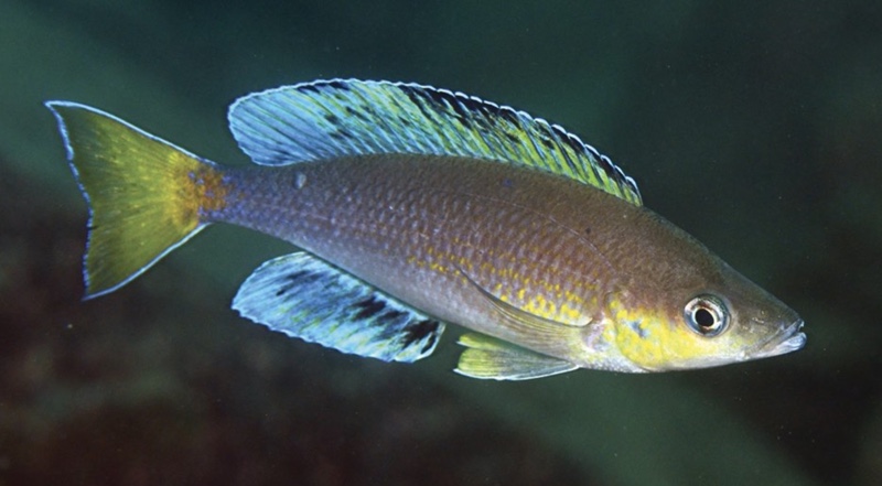 Cyprichromis sp. 'leptosoma jumbo' Kombe